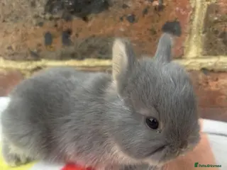 Netherland Dwarf rabbits White, Chocolate & Blue Netherland Dwarf Bunnies - Advert 6