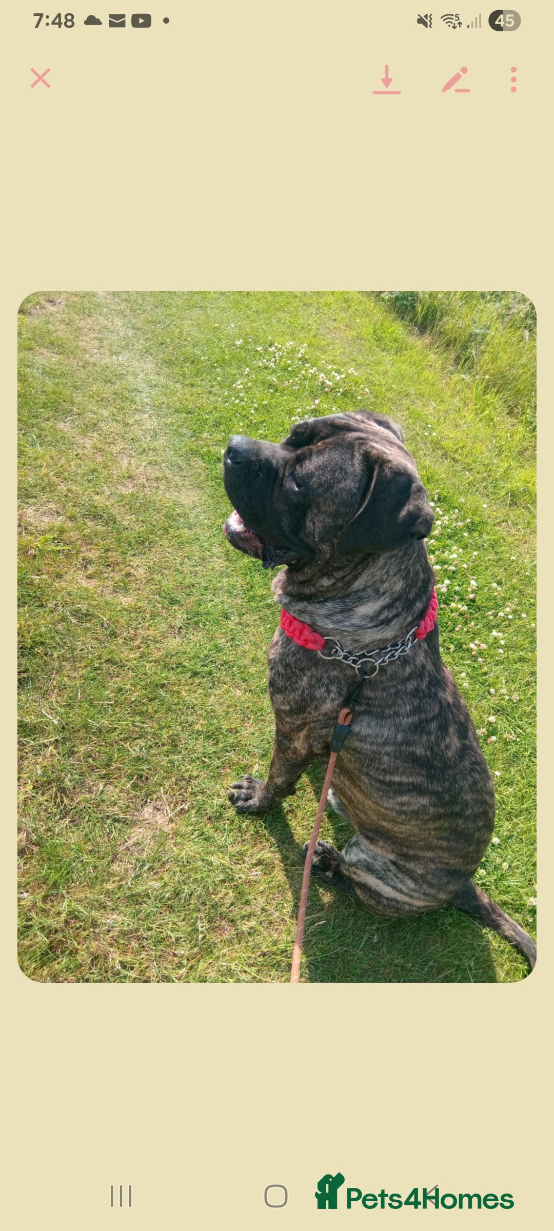 Cane Corso dogs for sale: Ja ** on - Advert 3