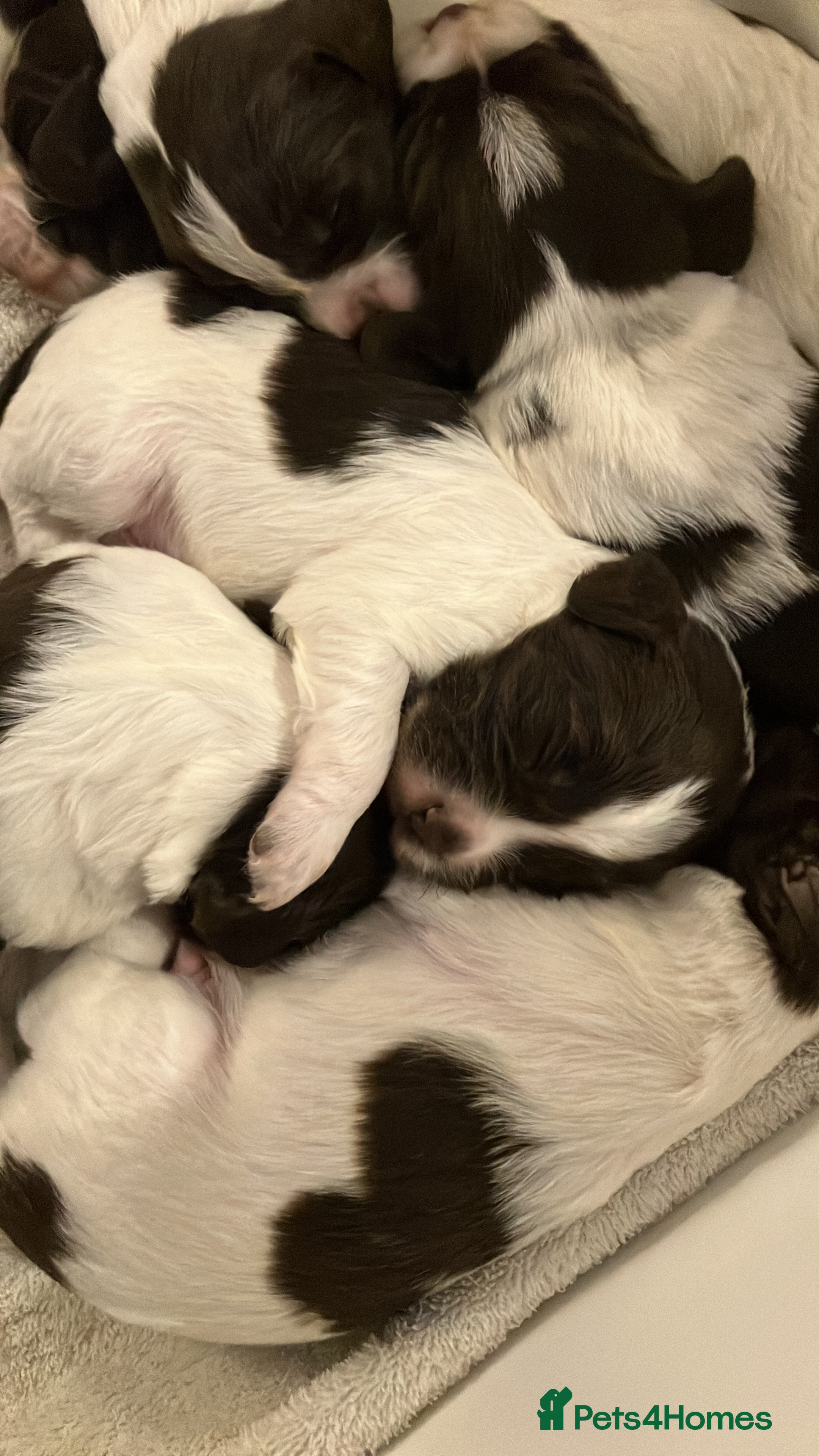 Sprollie dogs Sprollie/Springer Spaniel Puppies  - Advert 1