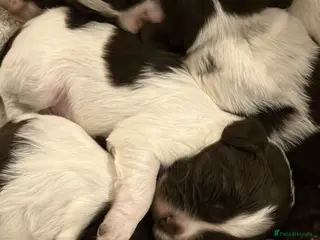 Sprollie dogs Sprollie/Springer Spaniel Puppies - Advert 10