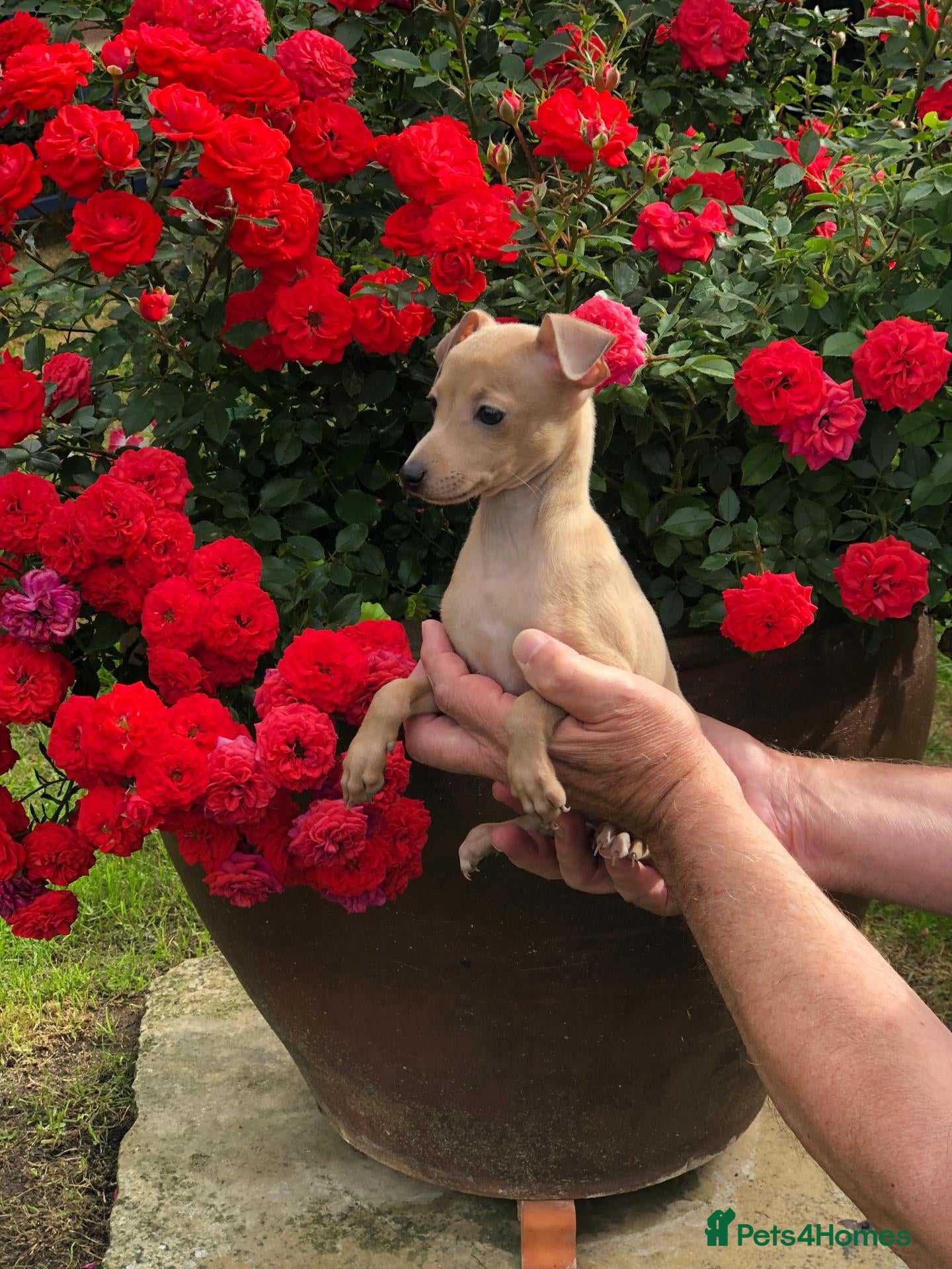 Italian Greyhound dogs Italian Greyhound puppies. - Advert 13