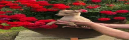 Italian Greyhound dogs for sale: Italian Greyhound puppies. in Grantham - Advert 1