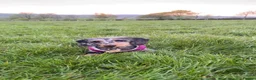 Dachshund dogs for sale: Dachshund puppy - Advert 10