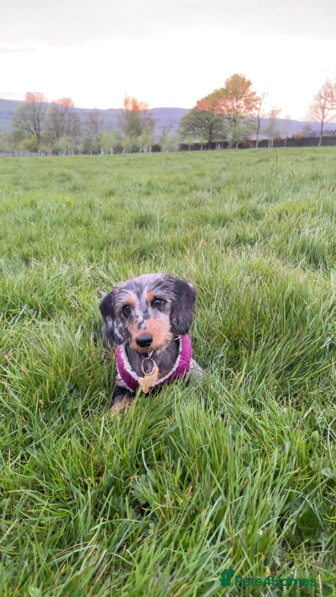 Dachshund dogs for sale: Dachshund puppy - Advert 10