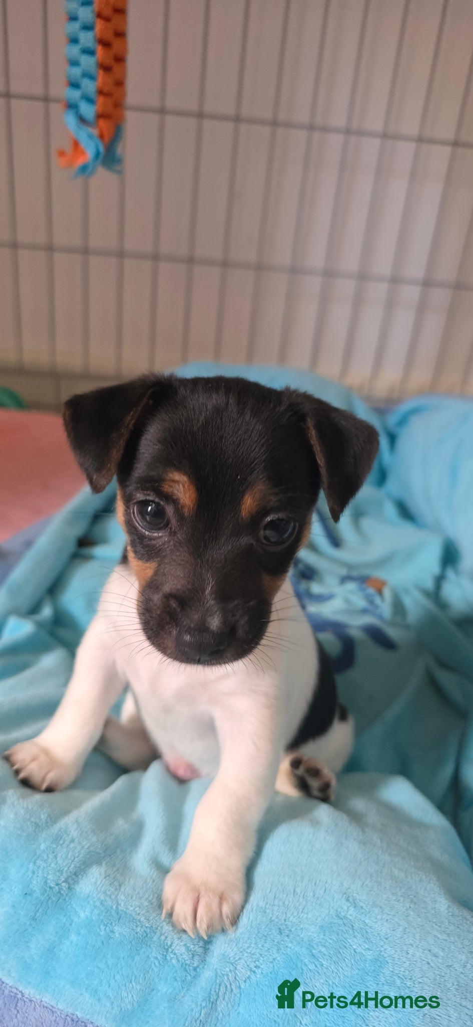 Jack Russell dogs Cutie pie Jack Russell puppies  - Advert 1