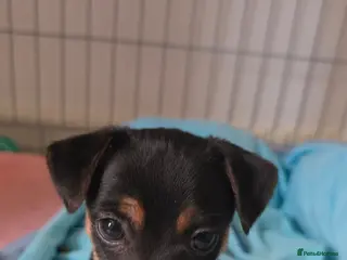 Jack Russell dogs for sale: Cutie pie Jack Russell puppies - Advert 2