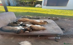 Saint Bernard dogs for sale: Stunning Quality Large Saint Bernard Puppies - Image 3
