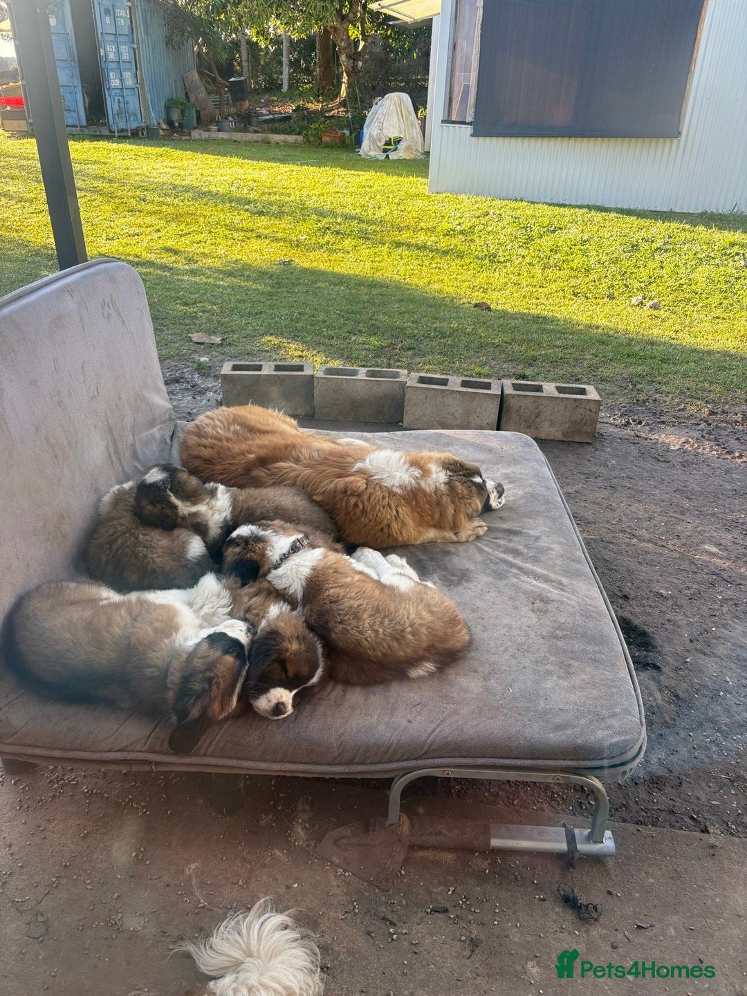 Saint Bernard dogs for sale: Stunning Quality Large Saint Bernard Puppies - Image 3