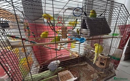 Budgerigars birds for sale: Lutino and Albino red eyes factor Young budgies - Image 3