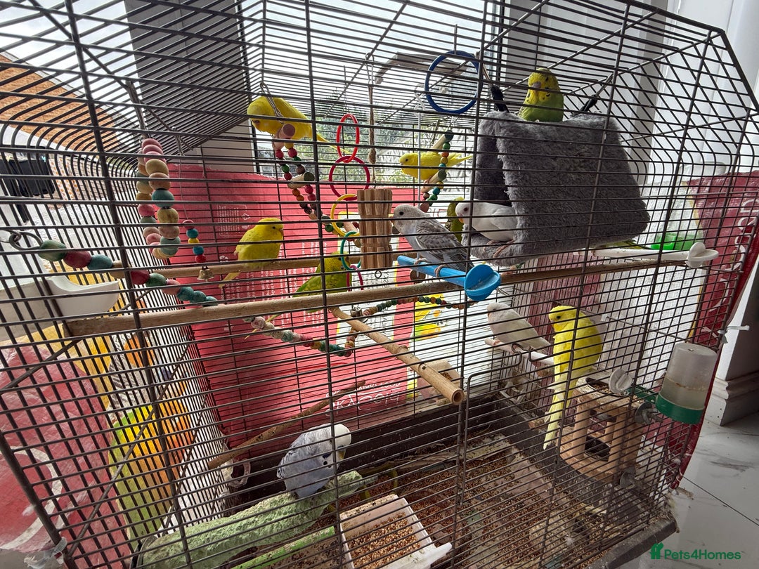 Budgerigars birds for sale: Lutino and Albino red eyes factor Young budgies - Image 3