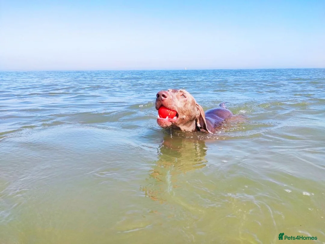 Weimaraner dogs for stud: 🔥super stud🔥Hipscored🔥KC reg in Woodbridge - Advert 32