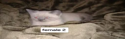 Persian cats for sale: Persian x sphynx accidental litter - Advert 15