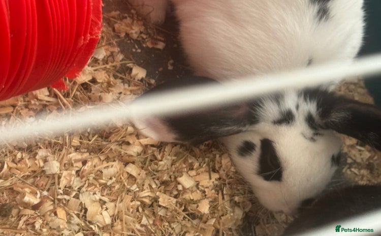 Mini Lop rabbits - Advert 1