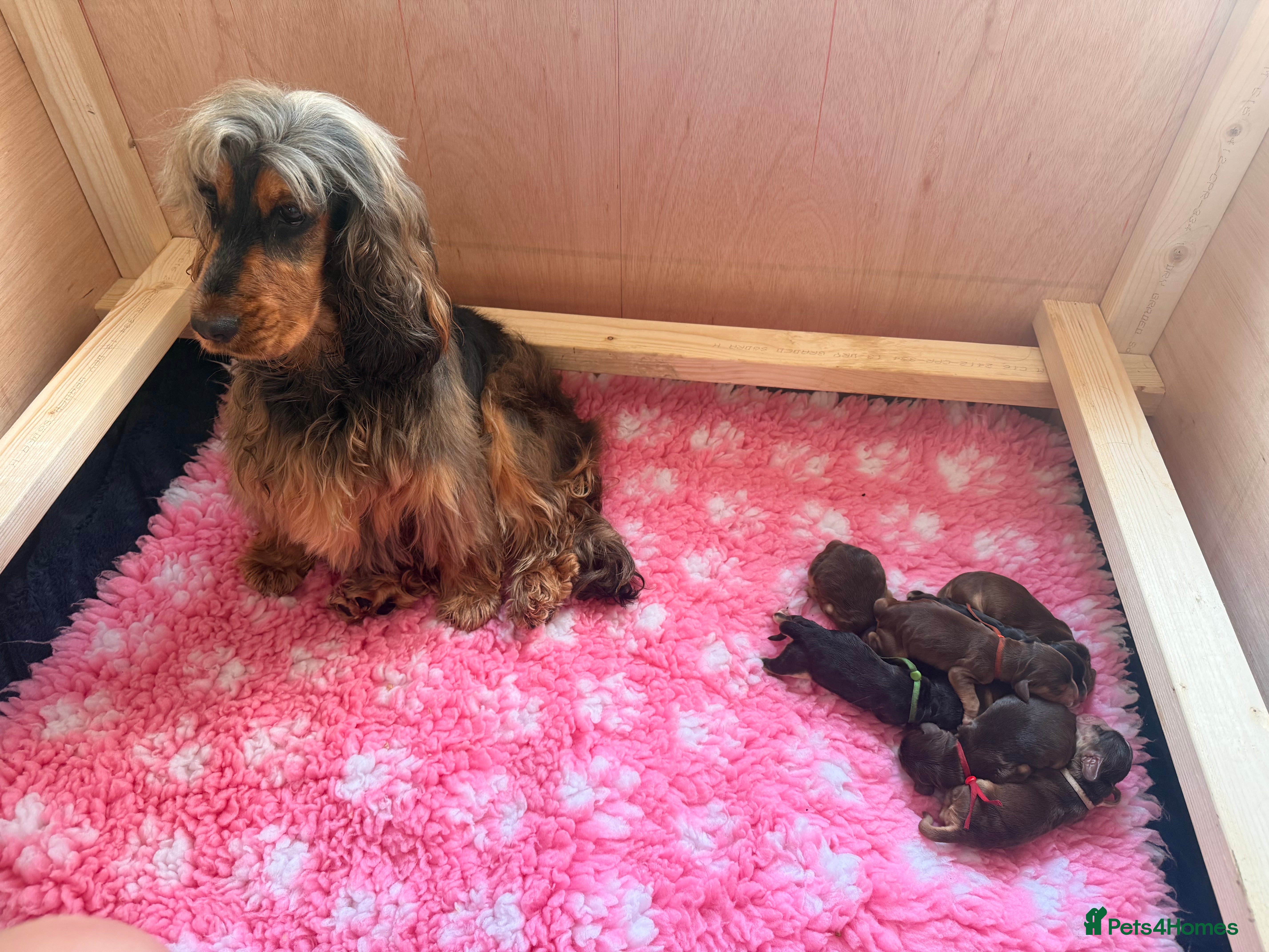 Cocker Spaniel dogs KC registered Black & Tan Sable Boy 🩵 - Advert 2