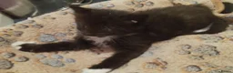 Domestic Shorthair cats for sale: Beautiful, Silky Soft, Furry, Adorable Kittens in Port Talbot - Advert 22