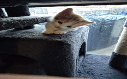 British Shorthair cats for sale: Ginger male kittens - Image 3