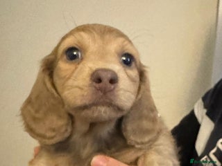 Miniature Dachshund dogs Long haired mini dachshunds top quality - Advert 2