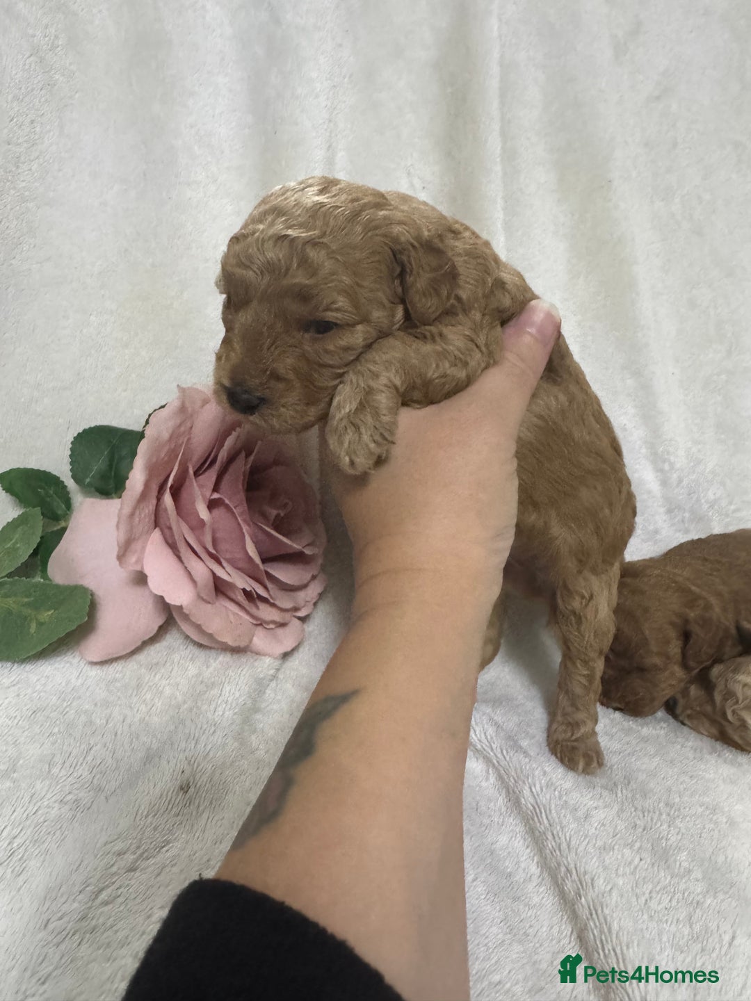 Toy Poodle dogs for sale: Stunning toy poodles  - Image 13