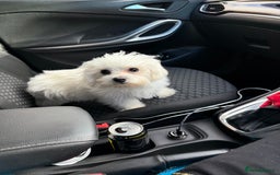 Maltese dogs for sale: Maltese puppies  - Image 23