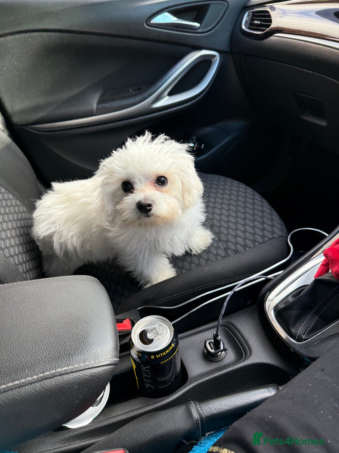 Maltese dogs for sale: Maltese puppies  - Image 23