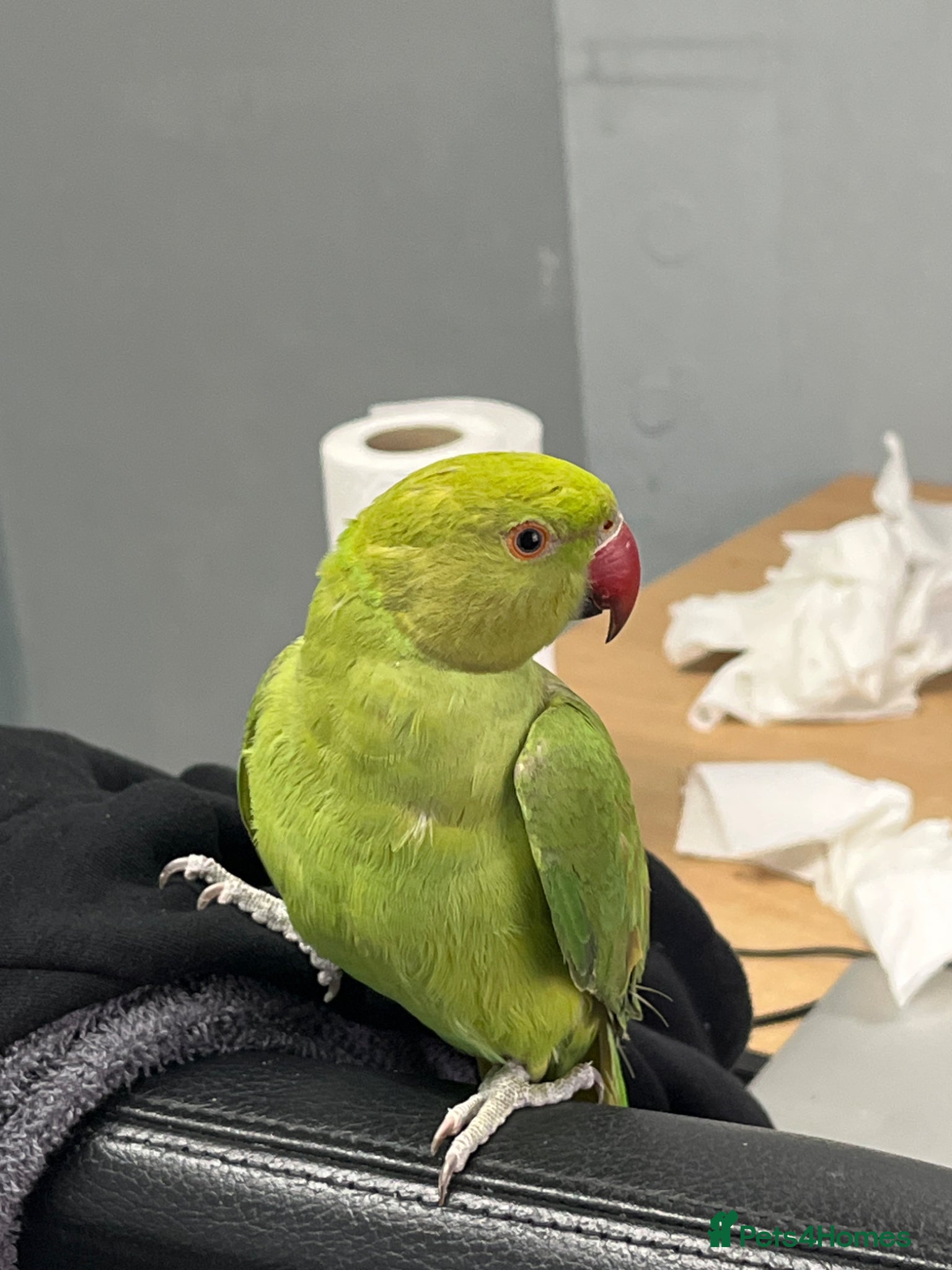 Parrots birds Ringneck parrot available  - Advert 3