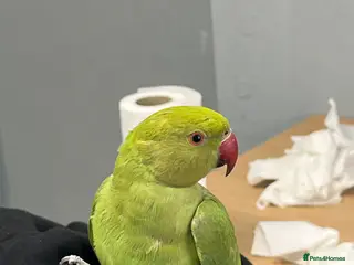 Parrots birds Ringneck parrot available - Advert 3