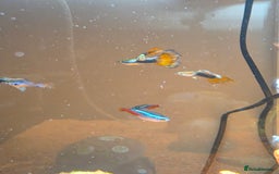 Tetras fish for sale: 50L Aquarium - Image 8