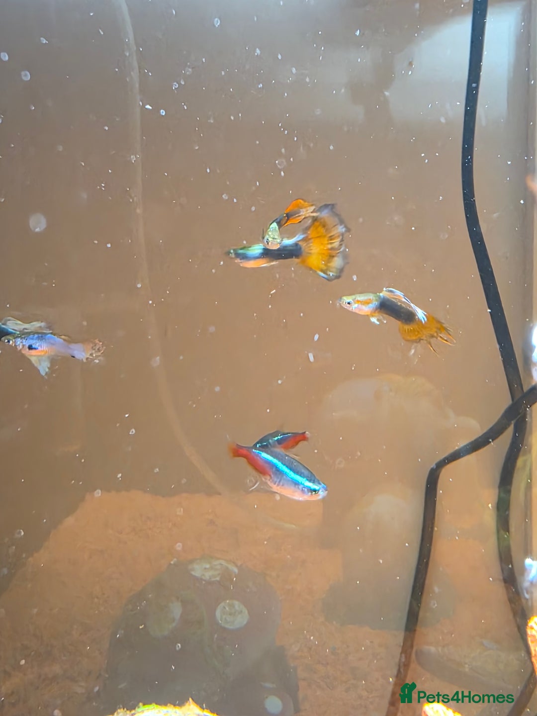 Tetras fish for sale: 50L Aquarium - Image 8
