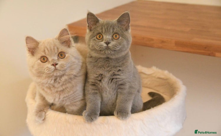 British Shorthair cats - Advert 3