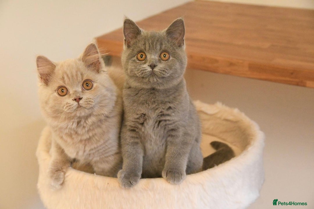 British Shorthair cats for sale: Beautiful GCCF kittens ready now  - Image 1