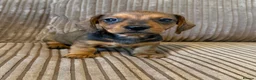 Miniature Dachshund dogs for sale: 1 male Kc reg pra clear mini smooth - Advert 25