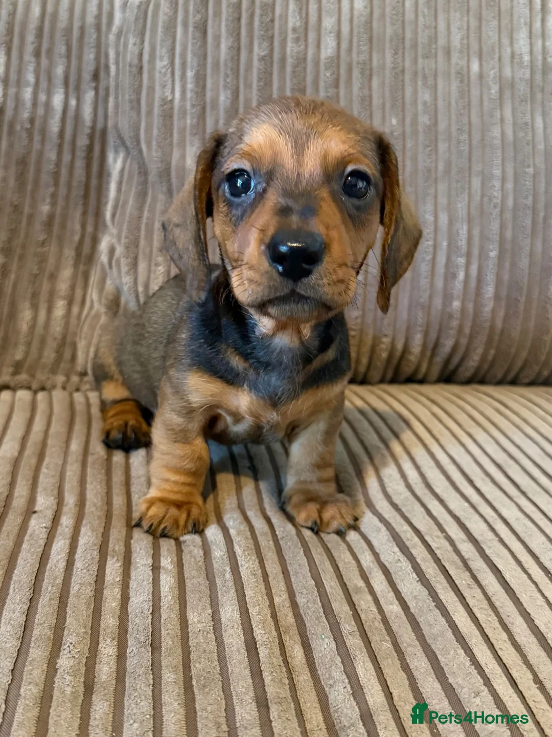 Miniature Dachshund dogs for sale: 1 male Kc reg pra clear mini smooth - Advert 25