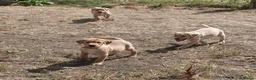 Labrador Retriever dogs for sale: Farm Reared Fox Red & Cream Labradors - Advert 6