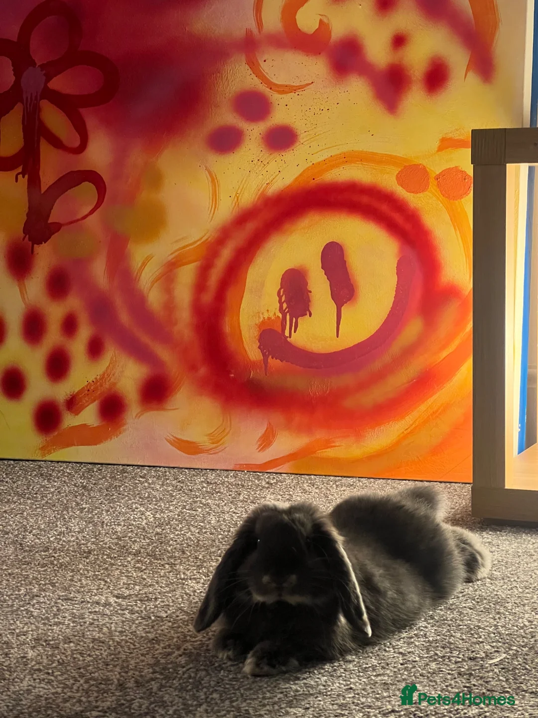 Mini Lop rabbits for sale: Mini Lop Rabbit called Bean  - Advert 2
