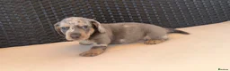 Miniature Dachshund dogs for sale: Miniature Dachshund Puppies - Advert 7
