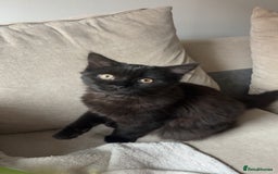 British Longhair cats for sale: British Shorthair  - Image 1