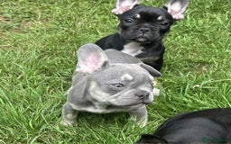 French Bulldog dogs for sale: French Bulldogs  - Image 7