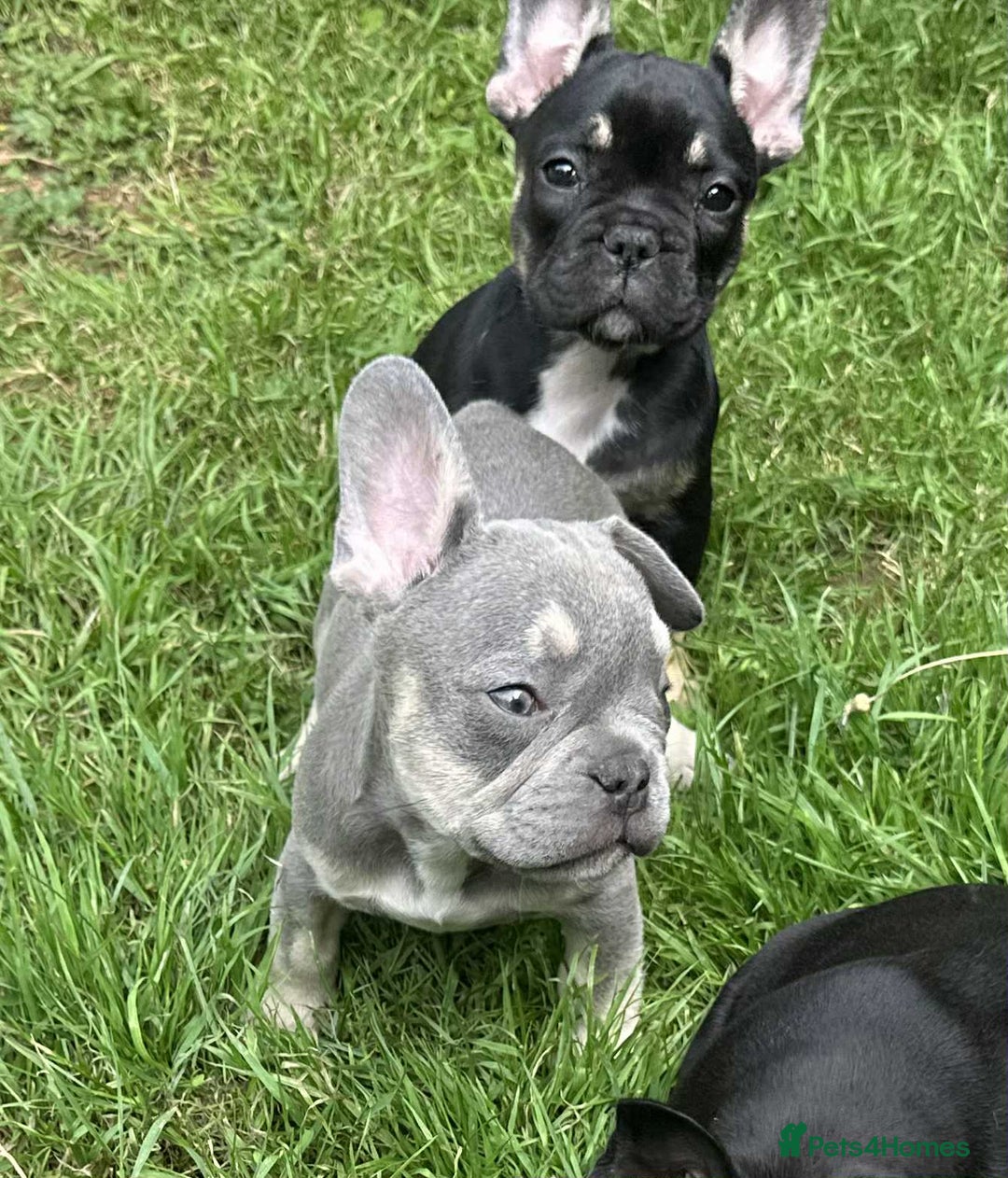 French Bulldog dogs for sale: French Bulldogs  - Image 7