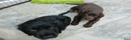 Sprocker dogs for sale: Show f1 Sprocker spaniel puppies - Advert 6