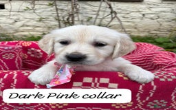 Golden Retriever dogs for sale: ❤️ Superb Litter of Golden Retriever Puppies ❤️ - Image 7