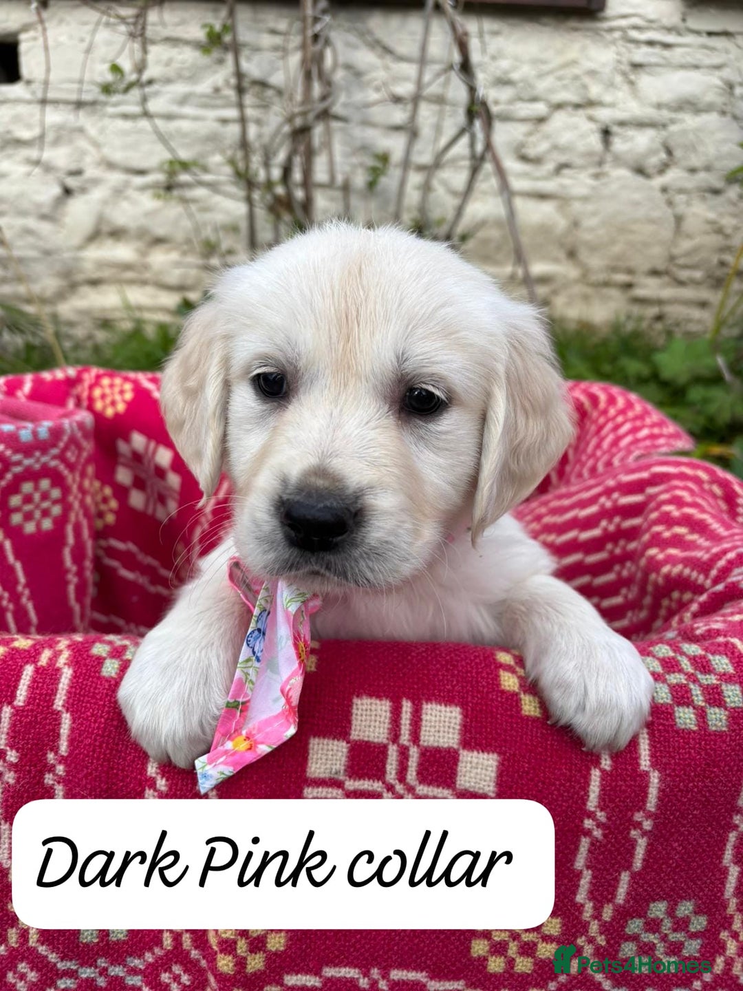Golden Retriever dogs for sale: ❤️ Superb Litter of Golden Retriever Puppies ❤️ - Image 7