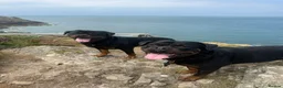 Rottweiler dogs for sale: Expecting Rottweiler pups - ready end of May  - Advert 30