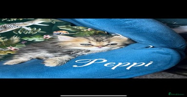 Persian cats - Advert 12