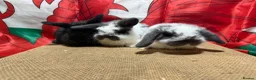 Mini Lop rabbits for sale: Gorgeous Pure bred Mini lops - Advert 2