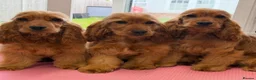 Cocker Spaniel dogs for sale: Show cocker spaniel  - Advert 2