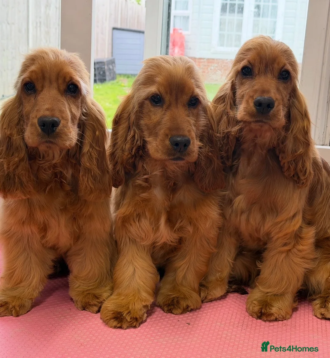 Cocker Spaniel dogs for sale: Show cocker spaniel  - Advert 2