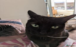 Mixed Breed cats for sale: Our beautiful binx for rehoming  - Image 2