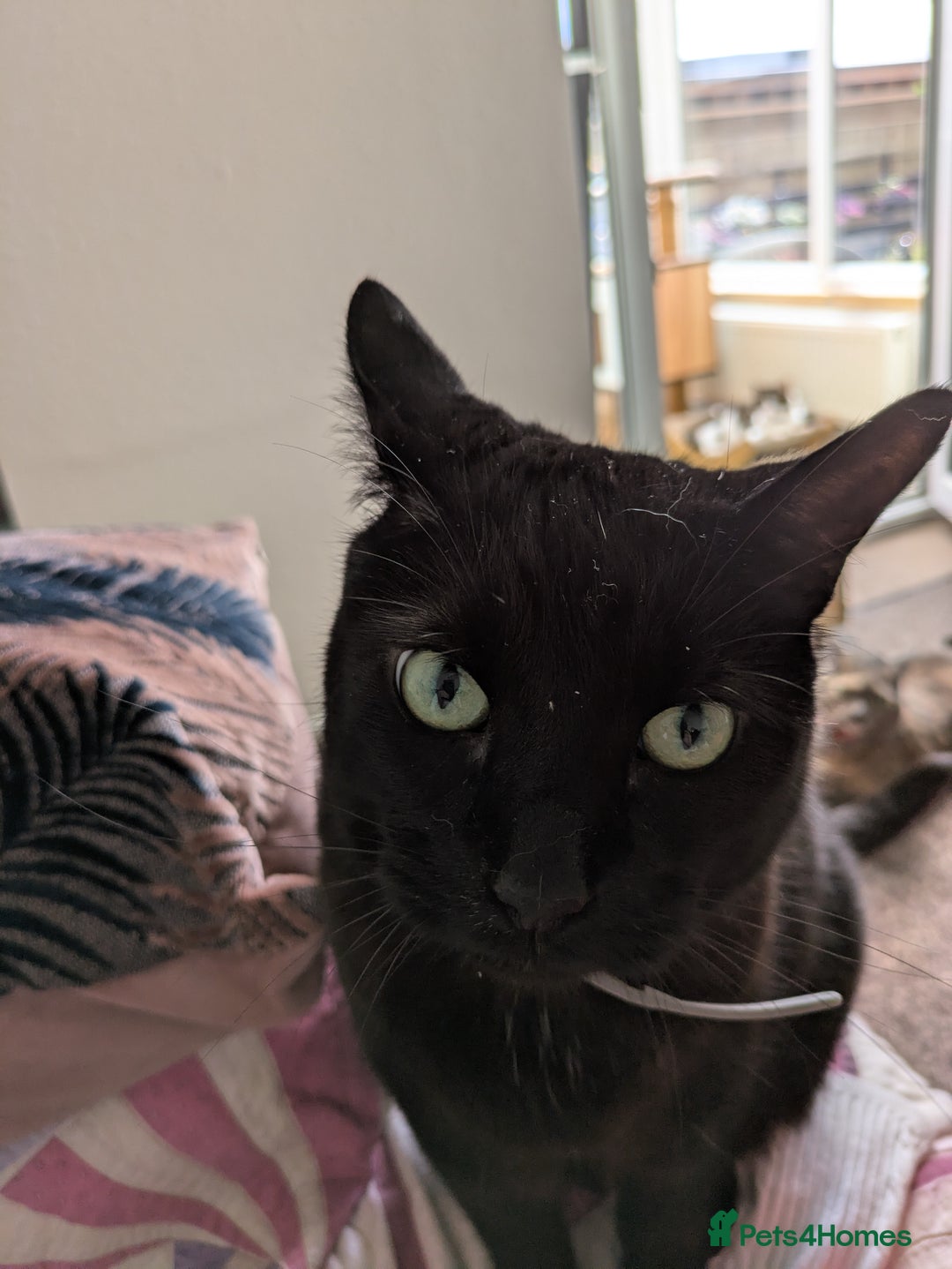 Mixed Breed cats for sale: Our beautiful binx for rehoming  - Image 2