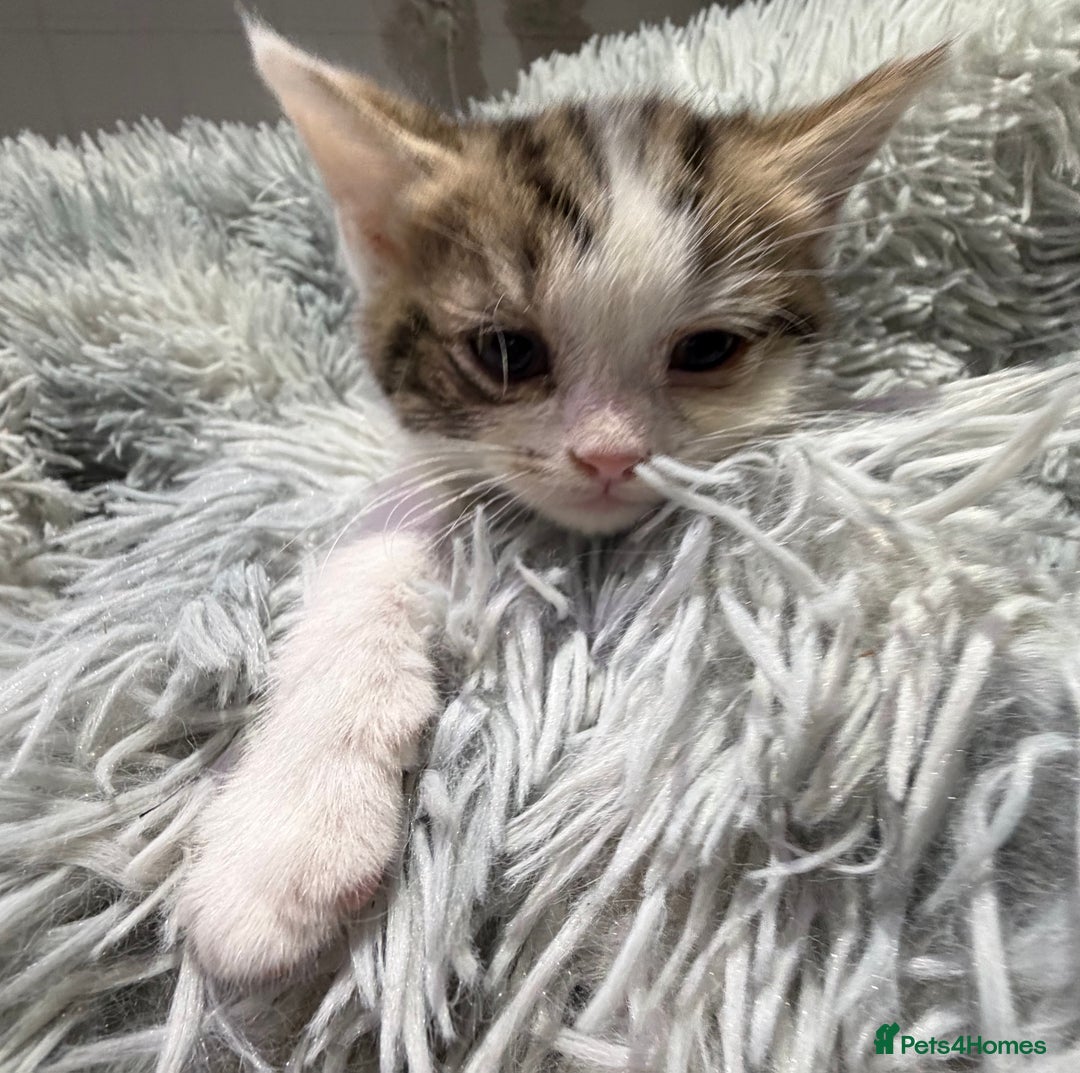 Persian cats for sale: Chinchilla persian cross kittens - Advert 2