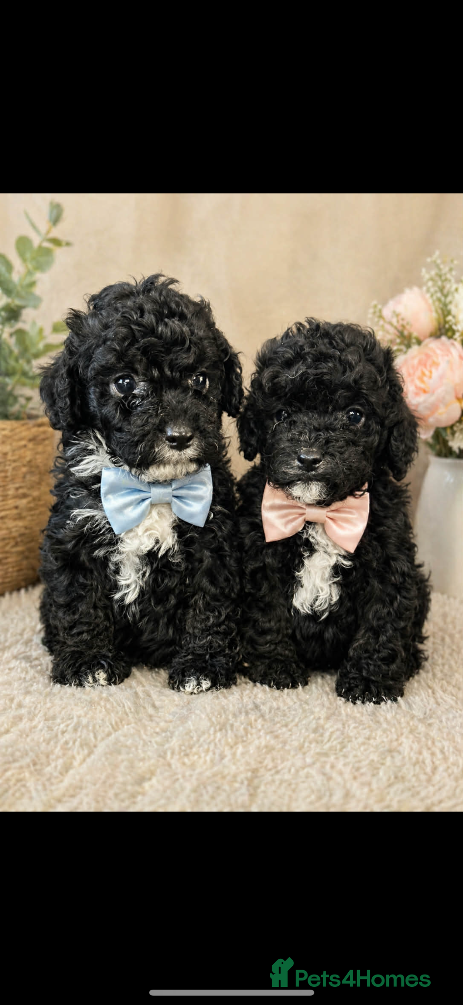 Cavapoo dogs F1B Cavapoos ready to leave us - Advert 10